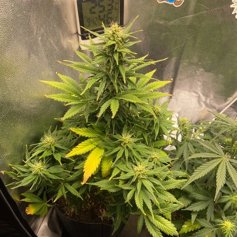 Gelato Auto 🍦  growlog timeline photo
