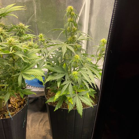 White Widow 02 AUTO🕷️ growlog photo: Tirei o pote de baixo do vaso pois a planta já está grande e fazendo sombra na Gelato 