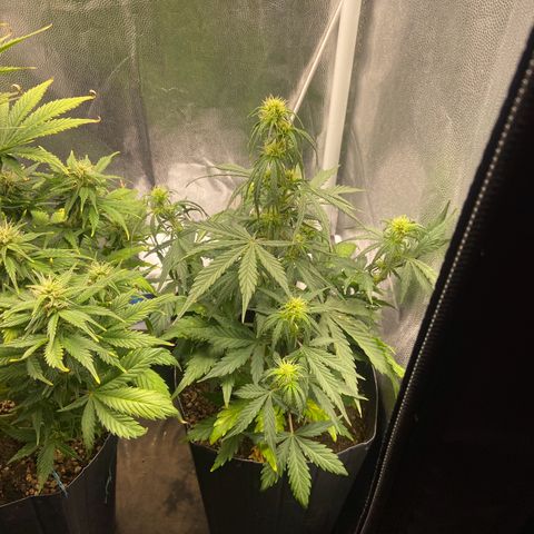 White Widow 02 AUTO🕷️ growlog photo: Tirei o pote de baixo do vaso pois a planta já está grande e fazendo sombra na Gelato 
