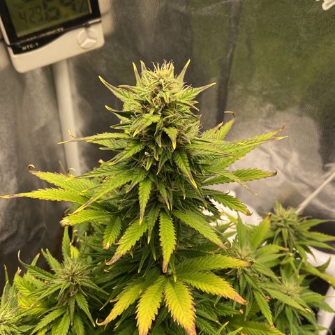 Gelato Auto 🍦  growlog photo: Planta está linda e cheirosa, Buda engordando porém ainda com sinais de over ou pode ser o pH, irei comprar um medidor melhor do que eu tenho aqui(ele é pra medir água de piscina) e começar a cuidar dessa parte nos próximos cultivos, por agora não vou conseguir comprar 