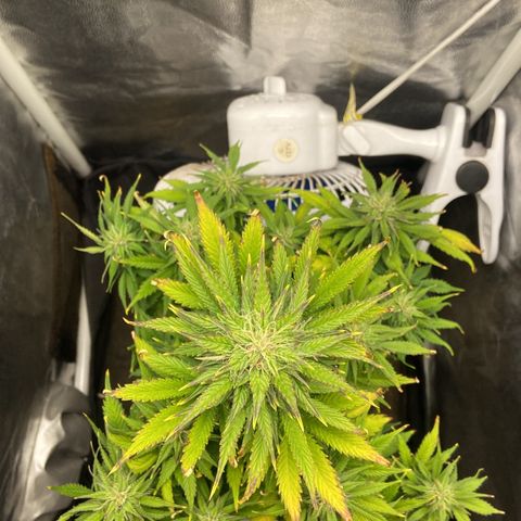 Gelato Auto 🍦  growlog photo: Planta está linda e cheirosa, Buda engordando porém ainda com sinais de over ou pode ser o pH, irei comprar um medidor melhor do que eu tenho aqui(ele é pra medir água de piscina) e começar a cuidar dessa parte nos próximos cultivos, por agora não vou conseguir comprar 