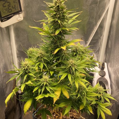 Gelato Auto 🍦  growlog photo: Planta está linda e cheirosa, Buda engordando porém ainda com sinais de over ou pode ser o pH, irei comprar um medidor melhor do que eu tenho aqui(ele é pra medir água de piscina) e começar a cuidar dessa parte nos próximos cultivos, por agora não vou conseguir comprar 