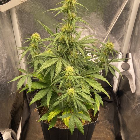 White Widow 02 AUTO🕷️ growlog photo: Planta se desenvolvendo super bem e cheia de pistilos, logo menos ira vir a engorda 💪🏽