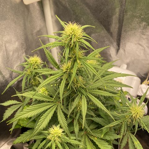 White Widow 02 AUTO🕷️ growlog photo: Planta se desenvolvendo super bem e cheia de pistilos, logo menos ira vir a engorda 💪🏽