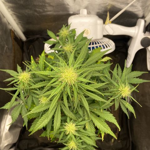 White Widow 02 AUTO🕷️ growlog photo: Planta se desenvolvendo super bem e cheia de pistilos, logo menos ira vir a engorda 💪🏽
