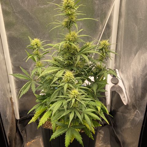 White Widow 02 AUTO🕷️ growlog photo: Antes e depois da desfolhação e LST