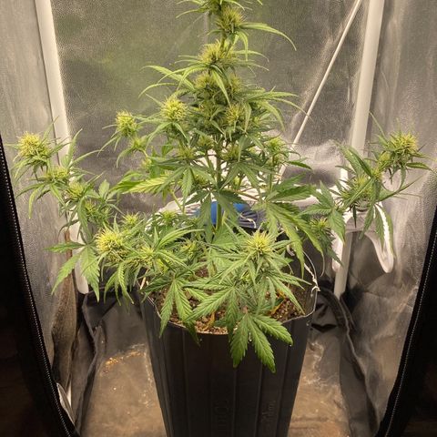 White Widow 02 AUTO🕷️ growlog photo: Antes e depois da desfolhação e LST