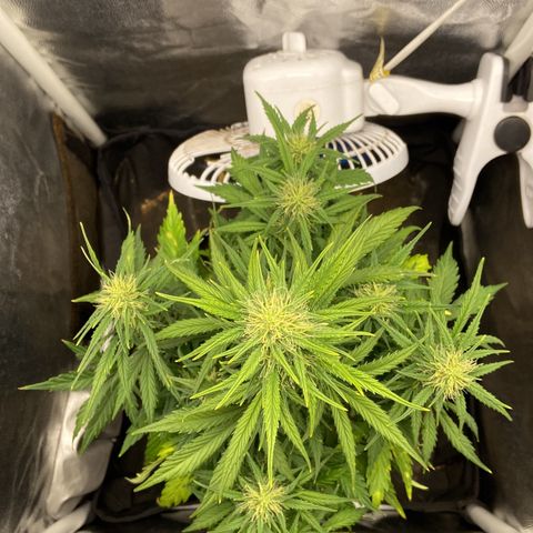 White Widow 02 AUTO🕷️ growlog photo: Antes e depois da desfolhação e LST