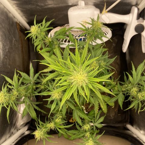 White Widow 02 AUTO🕷️ growlog photo: Antes e depois da desfolhação e LST