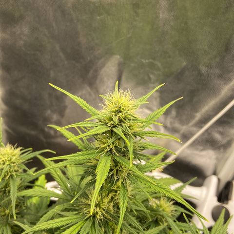 White Widow 02 AUTO🕷️ growlog timeline photo