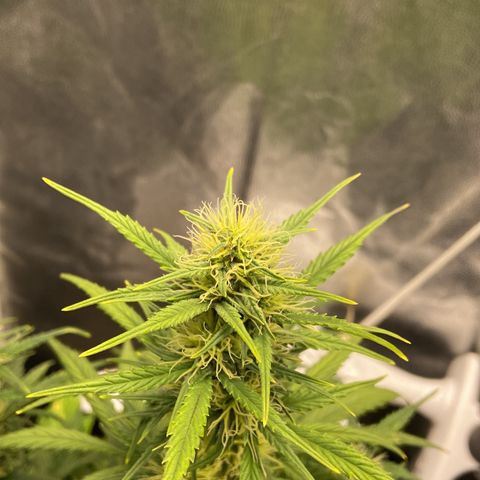 White Widow 02 AUTO🕷️ growlog timeline photo