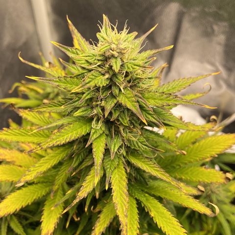 Gelato Auto 🍦  growlog timeline photo