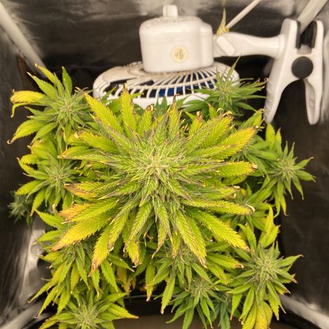 Gelato Auto 🍦  growlog timeline photo