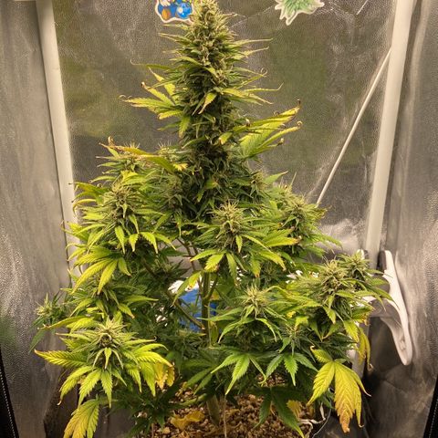 Gelato Auto 🍦  growlog timeline photo
