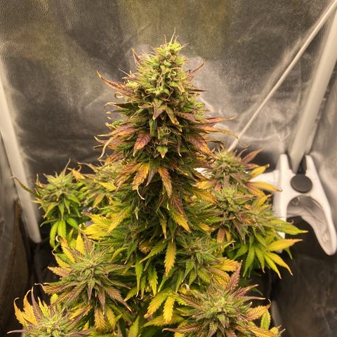 Gelato Auto 🍦  growlog timeline photo