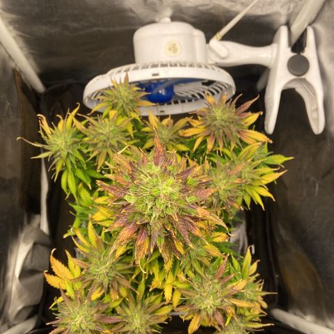Gelato Auto 🍦  growlog timeline photo