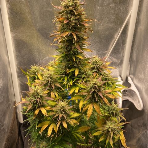 Gelato Auto 🍦  growlog timeline photo