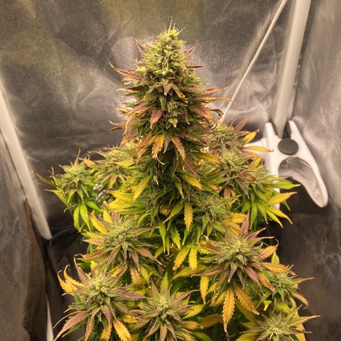 Gelato Auto 🍦  growlog timeline photo