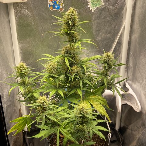 White Widow 02 AUTO🕷️ growlog timeline photo