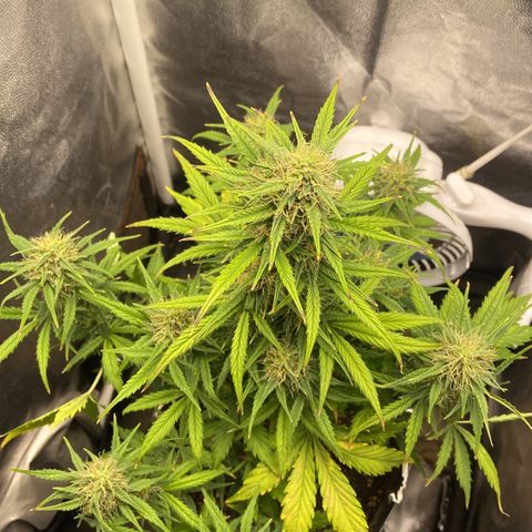 White Widow 02 AUTO🕷️ growlog timeline photo