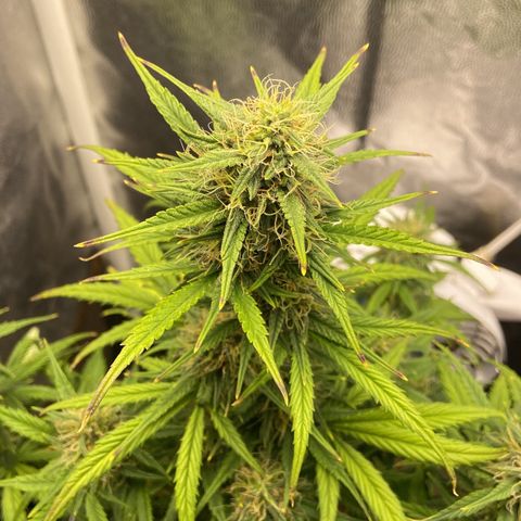 White Widow 02 AUTO🕷️ growlog timeline photo