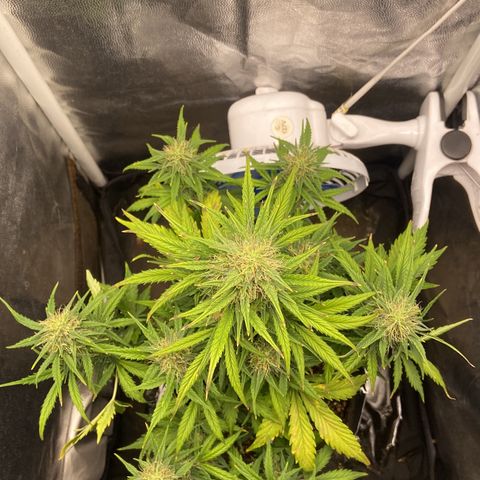 White Widow 02 AUTO🕷️ growlog timeline photo
