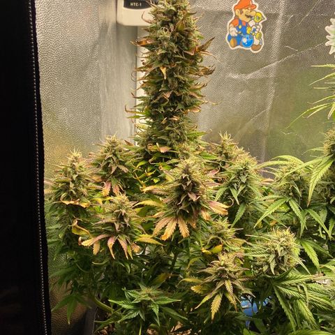 Gelato Auto 🍦  growlog photo: Reta final para a Gelato, vou deixar mais 10 dias ver se da uma engordada e matura os tricomas e depois é faca 🔪 