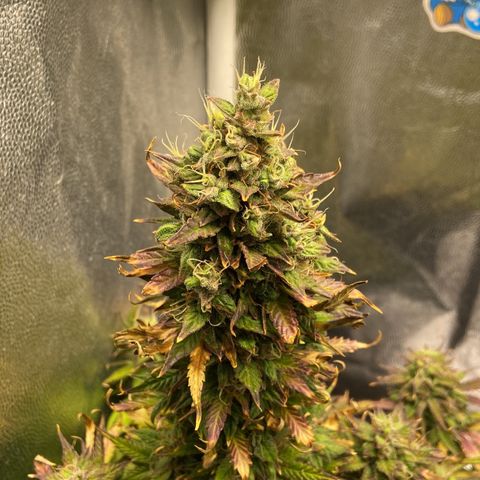Gelato Auto 🍦  growlog photo: Reta final para a Gelato, vou deixar mais 10 dias ver se da uma engordada e matura os tricomas e depois é faca 🔪 