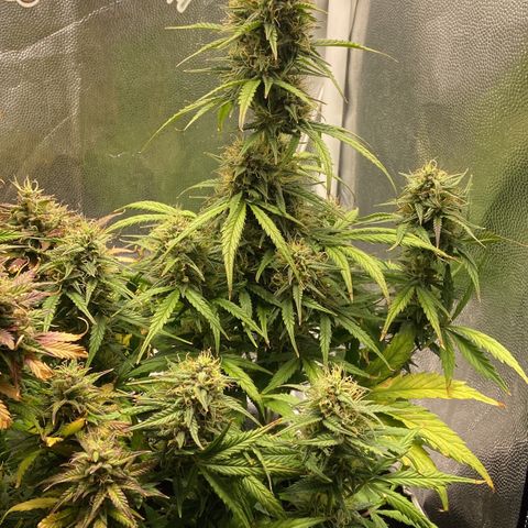White Widow 02 AUTO🕷️ growlog photo: Creio que mais uns 20 dias de vida ela já estará no ponto, comparado ao cultivo da primeira White Widow que cultivei, vou acompanhando o desenvolvimento aí defino o dia da colheita 