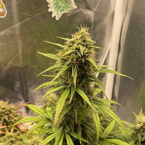 White Widow 02 AUTO🕷️ growlog photo: Creio que mais uns 20 dias de vida ela já estará no ponto, comparado ao cultivo da primeira White Widow que cultivei, vou acompanhando o desenvolvimento aí defino o dia da colheita 