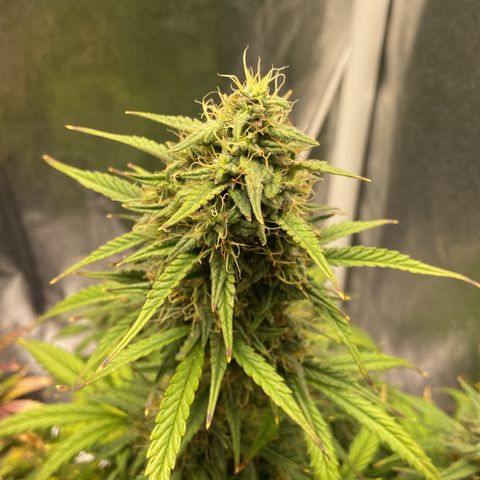 White Widow 02 AUTO🕷️ growlog photo: Creio que mais uns 20 dias de vida ela já estará no ponto, comparado ao cultivo da primeira White Widow que cultivei, vou acompanhando o desenvolvimento aí defino o dia da colheita 