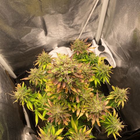 Gelato Auto 🍦  growlog photo: Linda e cheirosa, creio que irá engordar um tanto ainda até a colheita, pelos pistilos que estão brotando nos cálices 