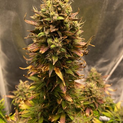 Gelato Auto 🍦  growlog photo: Linda e cheirosa, creio que irá engordar um tanto ainda até a colheita, pelos pistilos que estão brotando nos cálices 