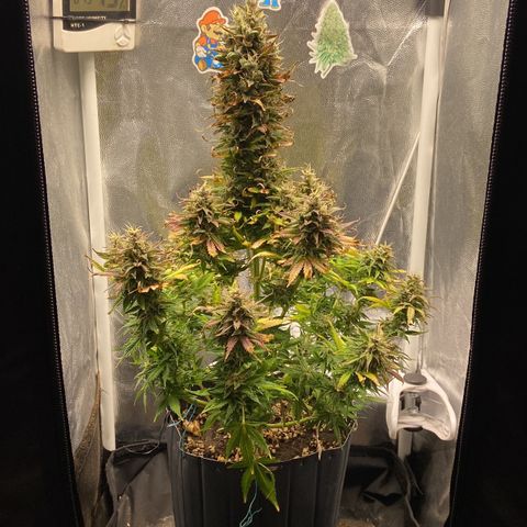 Gelato Auto 🍦  growlog photo: Linda e cheirosa, creio que irá engordar um tanto ainda até a colheita, pelos pistilos que estão brotando nos cálices 