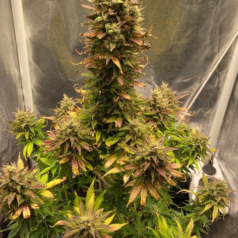 Gelato Auto 🍦  growlog photo: Linda e cheirosa, creio que irá engordar um tanto ainda até a colheita, pelos pistilos que estão brotando nos cálices 