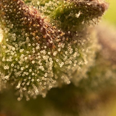 Gelato Auto 🍦  growlog photo: Conferência dos tricomas, ainda transparentes, poucos leitosos, alguns âmbar onde as folhas estão mais aroxeadas e secas