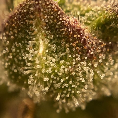 Gelato Auto 🍦  growlog photo: Conferência dos tricomas, ainda transparentes, poucos leitosos, alguns âmbar onde as folhas estão mais aroxeadas e secas