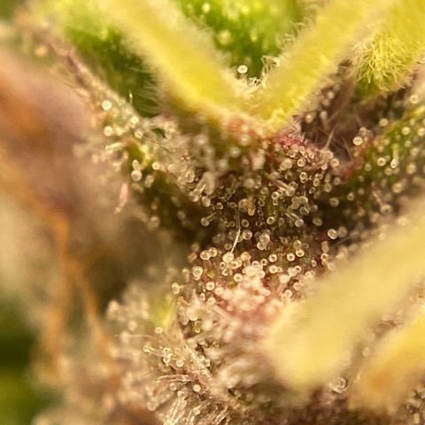 Gelato Auto 🍦  growlog photo: Conferência dos tricomas, ainda transparentes, poucos leitosos, alguns âmbar onde as folhas estão mais aroxeadas e secas