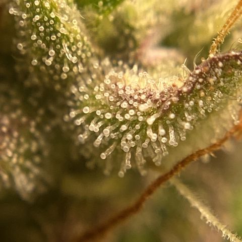 Gelato Auto 🍦  growlog photo: Conferência dos tricomas, ainda transparentes, poucos leitosos, alguns âmbar onde as folhas estão mais aroxeadas e secas