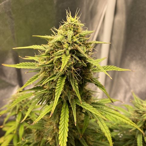White Widow 02 AUTO🕷️ growlog photo: Linda linda, está bem verdinha e com cheiro cítrico, muuuito cheirosa e resinada, creio que consegui acertar a questão da rega pois ela não está secando as folhas e também estou fertilizando de forma mais correta, apenas 1x por semana  