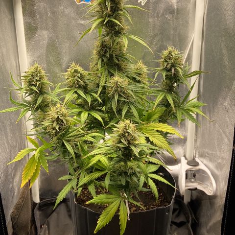 White Widow 02 AUTO🕷️ growlog photo: Linda linda, está bem verdinha e com cheiro cítrico, muuuito cheirosa e resinada, creio que consegui acertar a questão da rega pois ela não está secando as folhas e também estou fertilizando de forma mais correta, apenas 1x por semana  