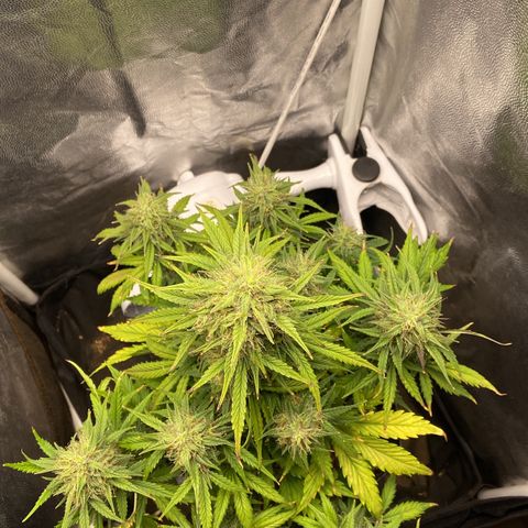 White Widow 02 AUTO🕷️ growlog photo: Linda linda, está bem verdinha e com cheiro cítrico, muuuito cheirosa e resinada, creio que consegui acertar a questão da rega pois ela não está secando as folhas e também estou fertilizando de forma mais correta, apenas 1x por semana  
