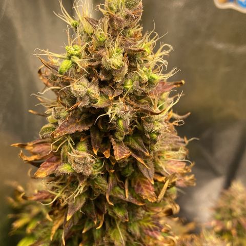 Gelato Auto 🍦  growlog photo: Quase na hora da colheita, fiz a última rega hoje e quinta-feira dia 17 é 🔪 
Deveria ter colhido um pouco antes maaaas como eu reguei com nutrientes a alguns dias atrás vou deixar ela consumir tudo que tem no solo pra depois colher 