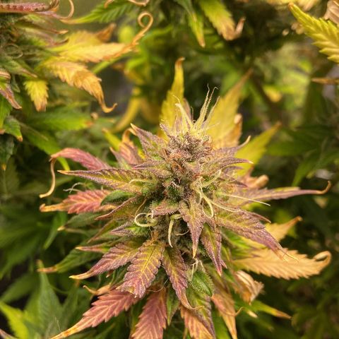 Gelato Auto 🍦  growlog photo: Quase na hora da colheita, fiz a última rega hoje e quinta-feira dia 17 é 🔪 
Deveria ter colhido um pouco antes maaaas como eu reguei com nutrientes a alguns dias atrás vou deixar ela consumir tudo que tem no solo pra depois colher 