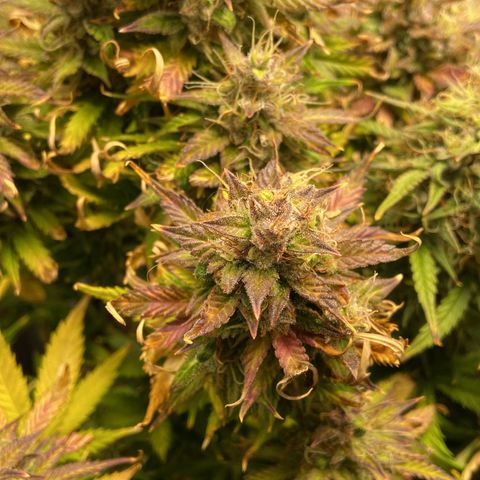 Gelato Auto 🍦  growlog photo: Quase na hora da colheita, fiz a última rega hoje e quinta-feira dia 17 é 🔪 
Deveria ter colhido um pouco antes maaaas como eu reguei com nutrientes a alguns dias atrás vou deixar ela consumir tudo que tem no solo pra depois colher 