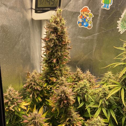 Gelato Auto 🍦  growlog photo: Quase na hora da colheita, fiz a última rega hoje e quinta-feira dia 17 é 🔪 
Deveria ter colhido um pouco antes maaaas como eu reguei com nutrientes a alguns dias atrás vou deixar ela consumir tudo que tem no solo pra depois colher 