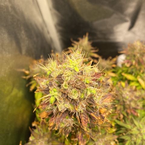 Gelato Auto 🍦  growlog photo: Quase na hora da colheita, fiz a última rega hoje e quinta-feira dia 17 é 🔪 
Deveria ter colhido um pouco antes maaaas como eu reguei com nutrientes a alguns dias atrás vou deixar ela consumir tudo que tem no solo pra depois colher 