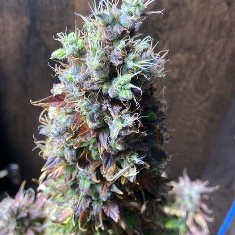 Gelato Auto 🍦  growlog photo: Dia da colheita 