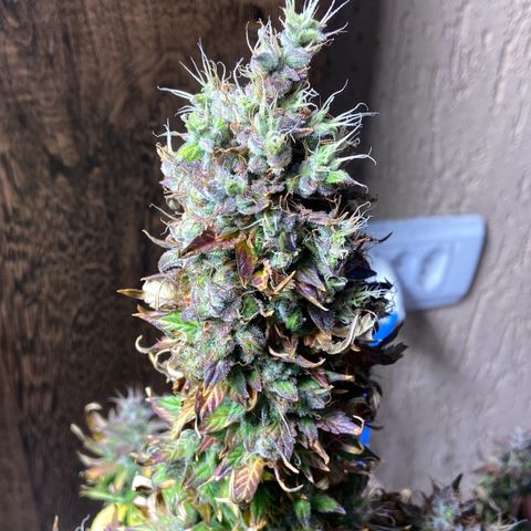 Gelato Auto 🍦  growlog photo: Dia da colheita 