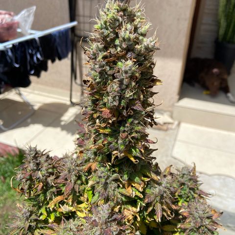 Gelato Auto 🍦  growlog photo: Dia da colheita 